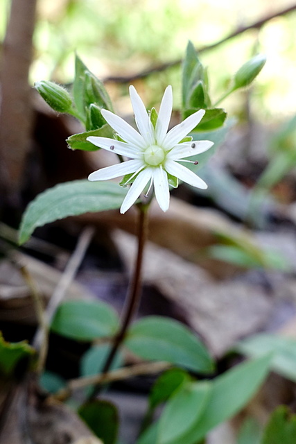 Stellaria pubera