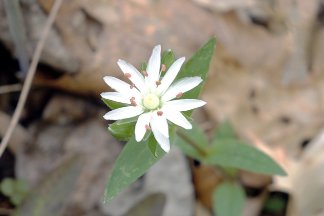 Stellaria pubera