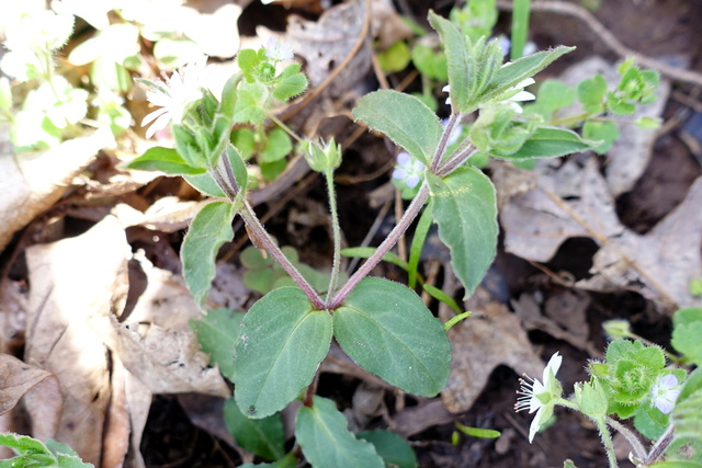 Stellaria pubera - plant