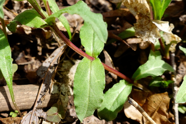 Stellaria pubera - stem