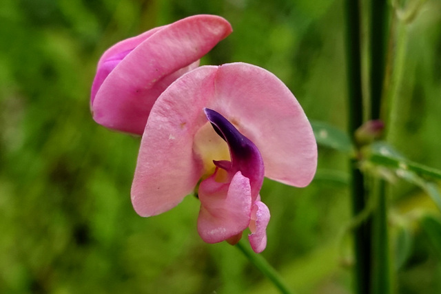 Strophostyles umbellata