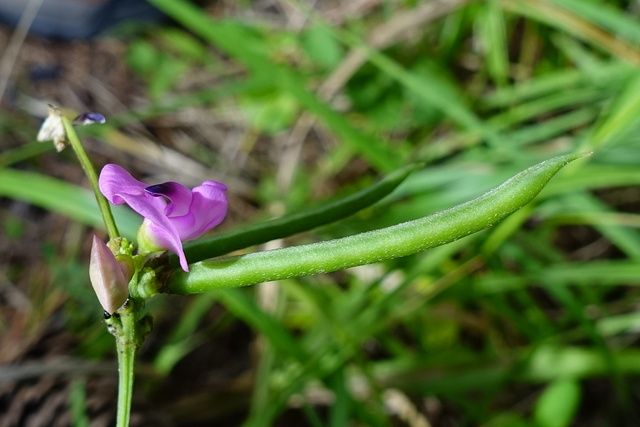 Strophostyles umbellata - fruit