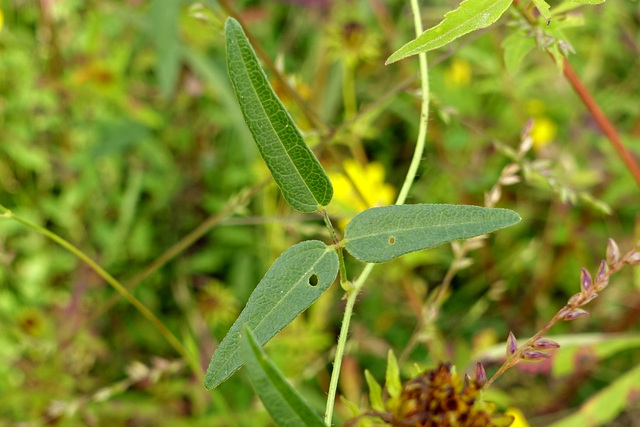 Strophostyles umbellata - leaves