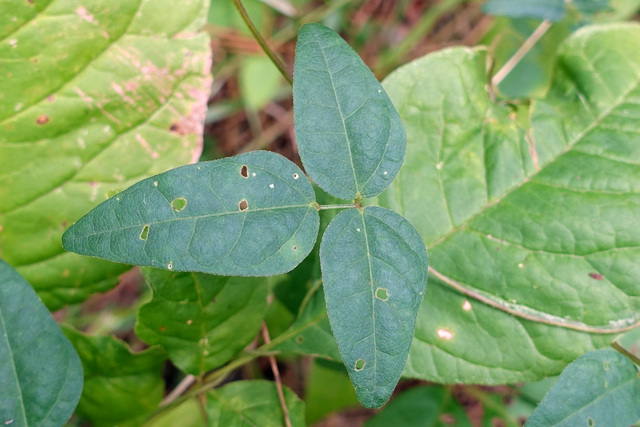 Strophostyles umbellata - leaves