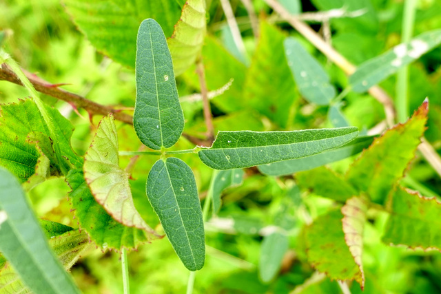 Strophostyles umbellata - leaves