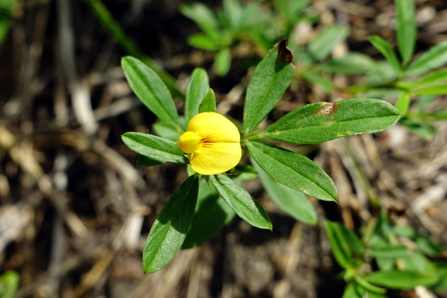 Stylosanthes biflora