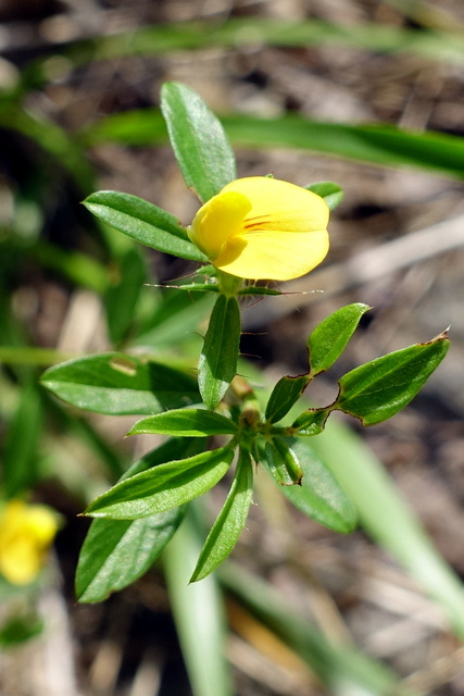 Stylosanthes biflora