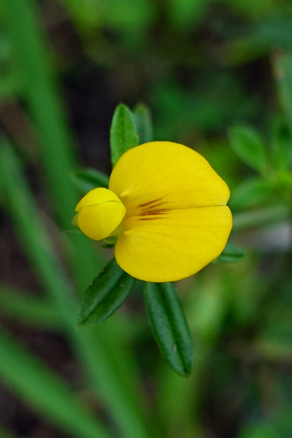 Stylosanthes biflora