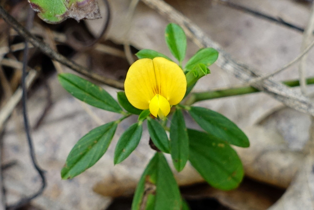 Stylosanthes biflora