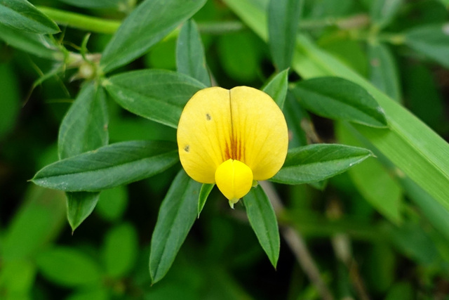 Stylosanthes biflora