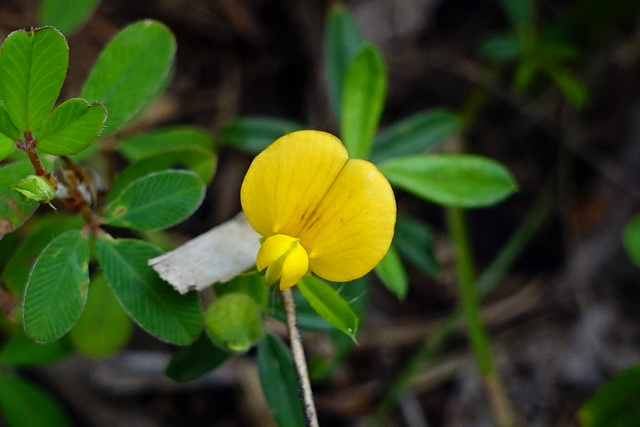 Stylosanthes biflora