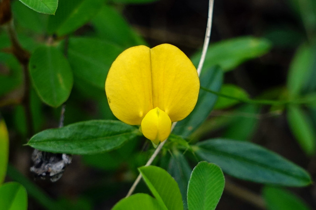 Stylosanthes biflora