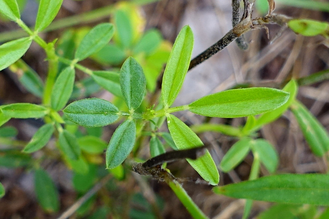 Stylosanthes biflora - leaves