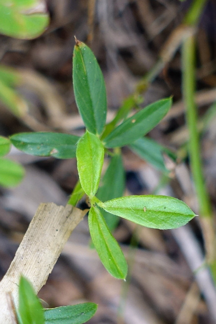 Stylosanthes biflora - leaves