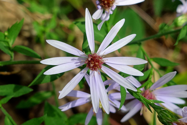 Symphyotrichum cordifolium
