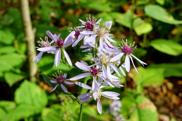 Symphyotrichum cordifolium