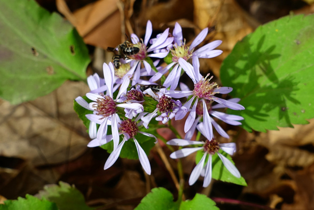 Symphyotrichum cordifolium