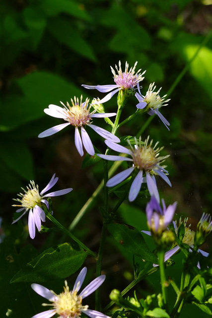 Symphyotrichum cordifolium