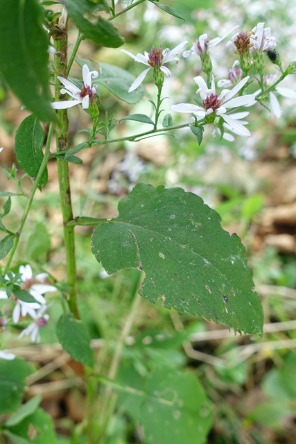 Symphyotrichum cordifolium - leaves