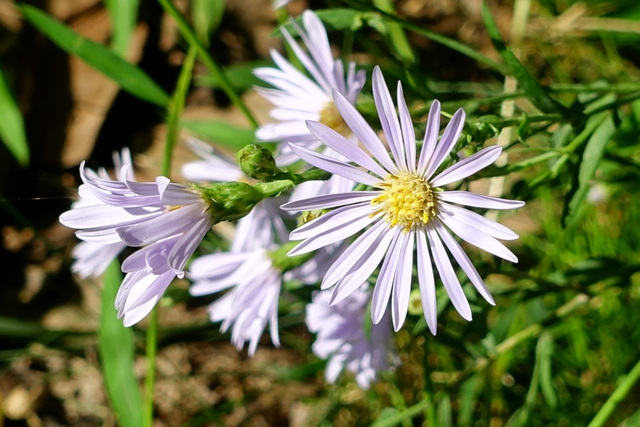 Symphyotrichum laeve