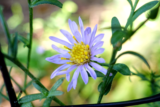 Symphyotrichum laeve