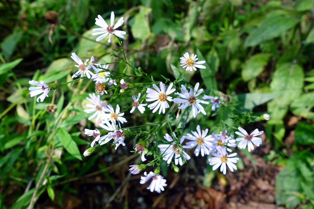 Symphyotrichum laeve