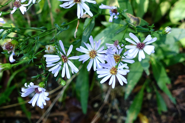 Symphyotrichum laeve