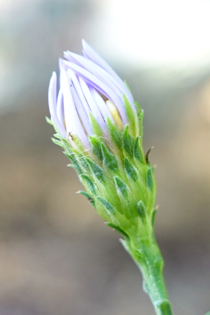 Symphyotrichum laeve