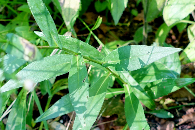 Symphyotrichum laeve - leaves