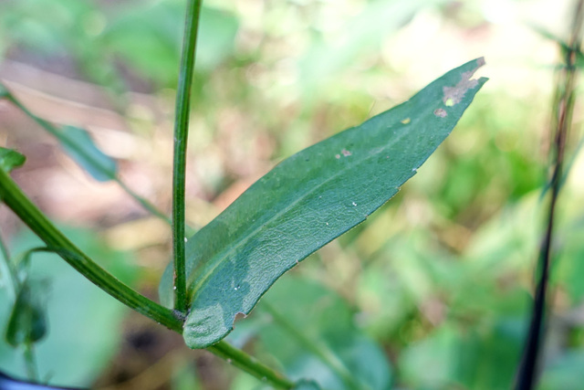 Symphyotrichum laeve - leaves