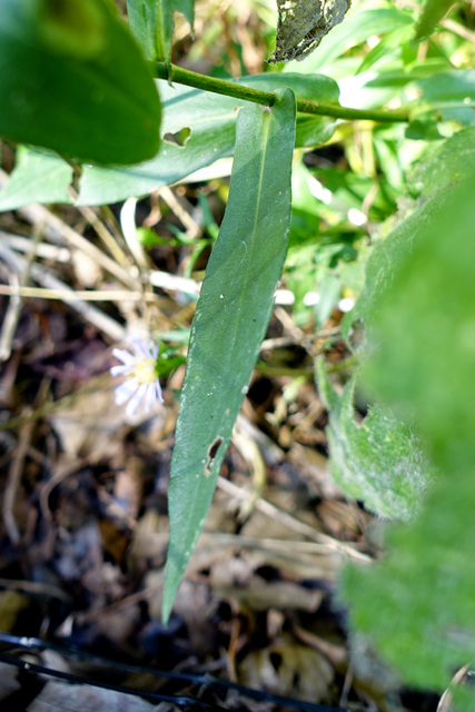 Symphyotrichum laeve - leaves