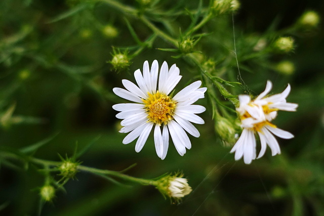 Symphyotrichum lanceolatum