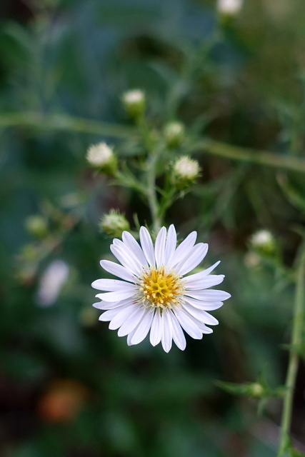 Symphyotrichum lanceolatum