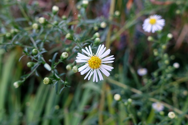 Symphyotrichum lanceolatum