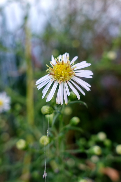 Symphyotrichum lanceolatum