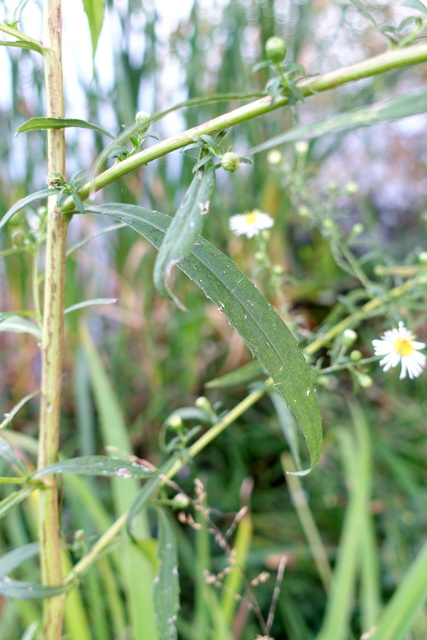 Symphyotrichum lanceolatum - leaves