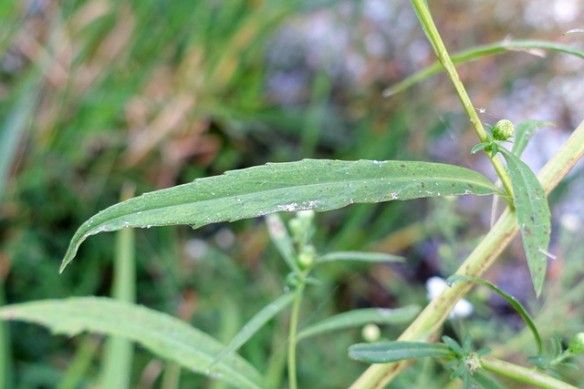 Symphyotrichum lanceolatum - leaves