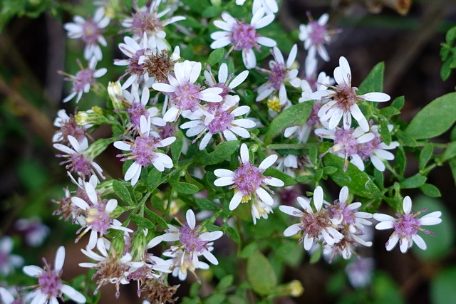 Symphyotrichum lateriflorum