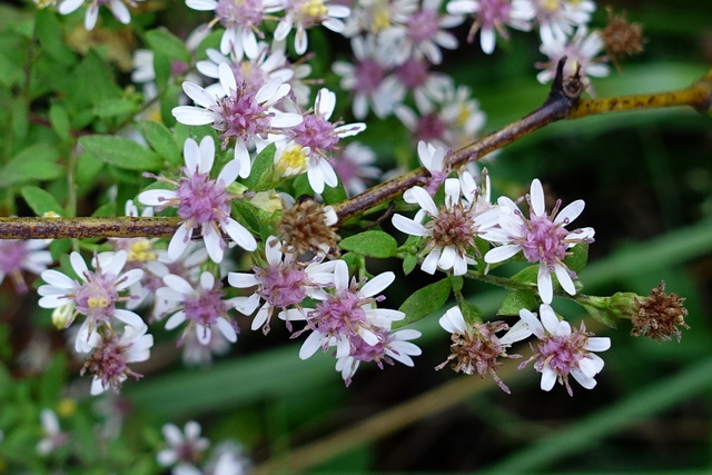 Symphyotrichum lateriflorum