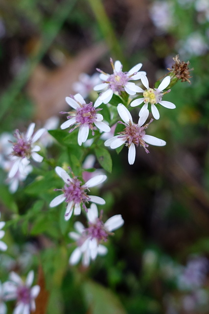 Symphyotrichum lateriflorum