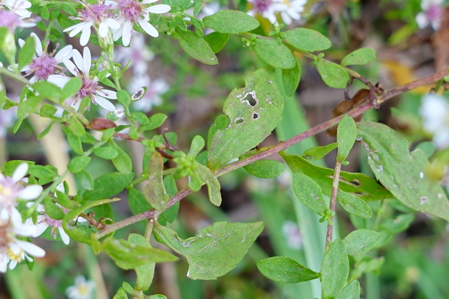 Symphyotrichum lateriflorum - leaves