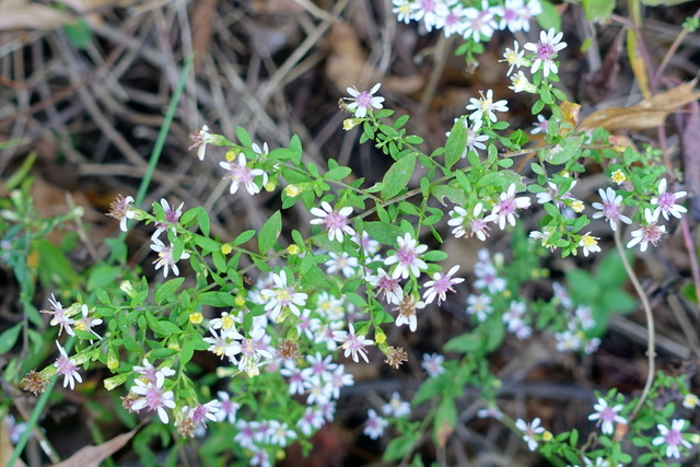 Symphyotrichum lateriflorum - leaves