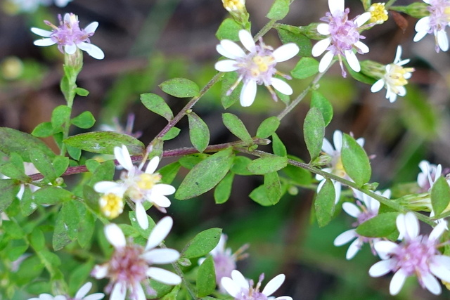 Symphyotrichum lateriflorum - leaves