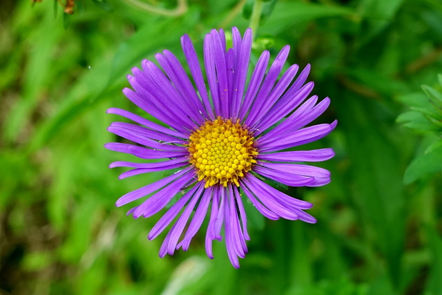 Symphyotrichum novae-angliae