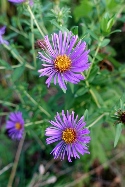 Symphyotrichum novae-angliae