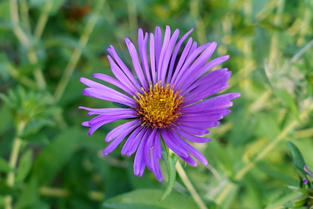 Symphyotrichum novae-angliae