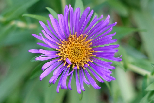 Symphyotrichum novae-angliae