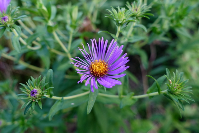 Symphyotrichum novae-angliae