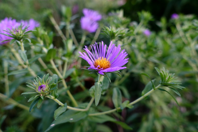 Symphyotrichum novae-angliae