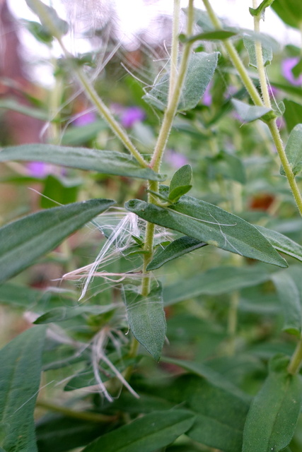 Symphyotrichum novae-angliae - leaves